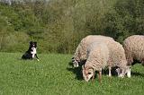 BORDER COLLIE - MOUTONS 113